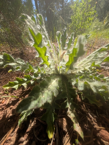 iNaturalist observation photo of Plume Thistles