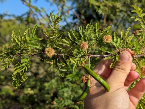 Cassis observed 2026-07-17