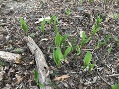 Convallaria