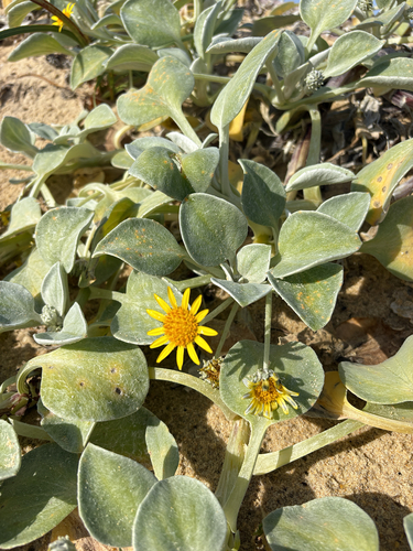 Arctotheca populifolia, photograph 2
