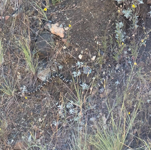 California King Snake observed by raelynramos