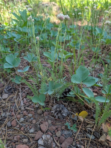 iNaturalist observation photo of brambles, roses, strawberries, and allies