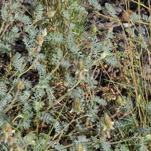 Downy Prairie Clover