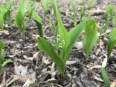 Convallaria