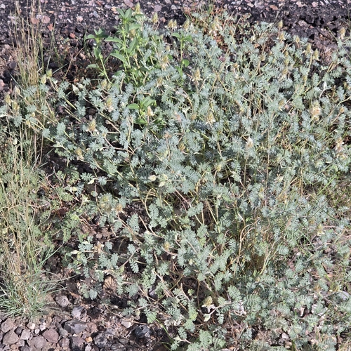 Downy Prairie Clover