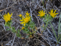 Grindelia squarrosa serrulata