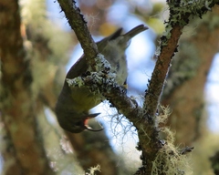 Hemignathus wilsoni