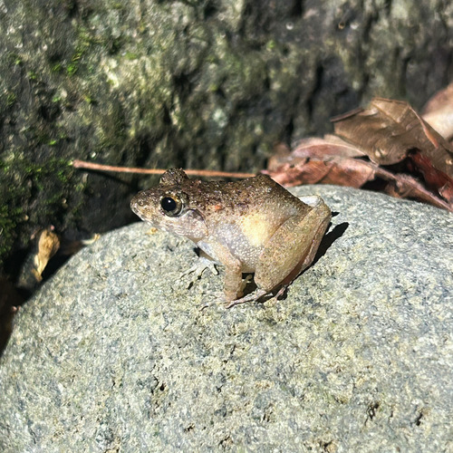 Platymantis observed 2026-07-17