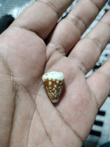 Nut Cone (Conus nux)