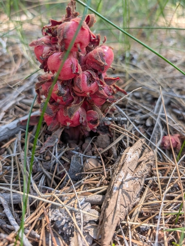 iNaturalist observation photo of Snowplant