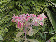 Kalanchoe gastonis-bonnieri