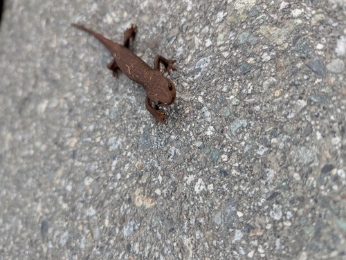Rough-skinned Newt observed by huckleberry_finn