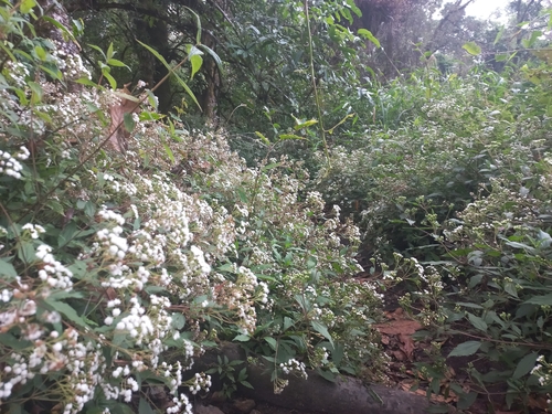 mist flower