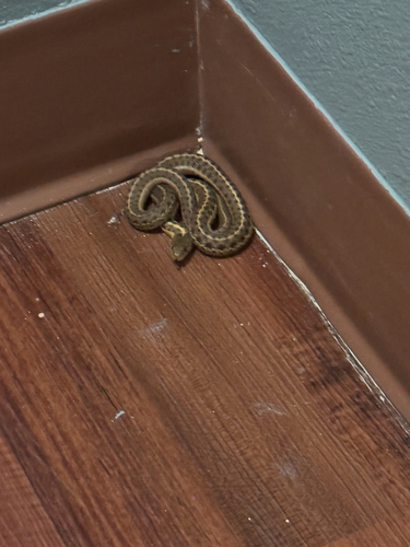 Western Terrestrial Garter Snake observed by manitoudavid