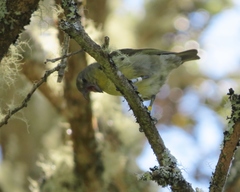 Hemignathus wilsoni