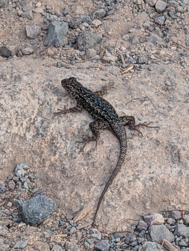 Western Fence Lizard observed by brucemay3