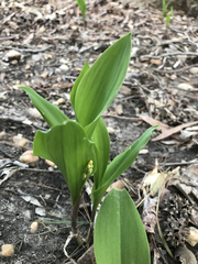 Convallaria