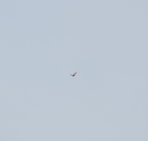 iNaturalist image