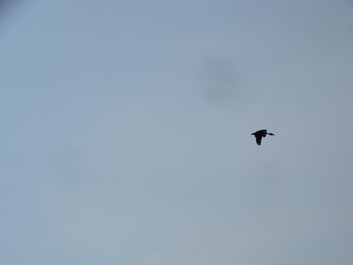 iNaturalist image