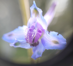Delphinium carolinianum