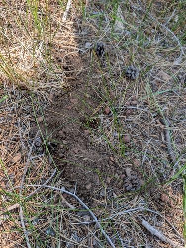 iNaturalist observation photo of Pocket Gophers