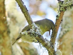Hemignathus wilsoni