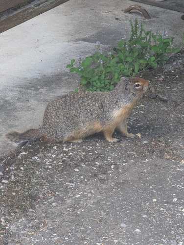 Columbian Ground Squirrel observed by hey_lady