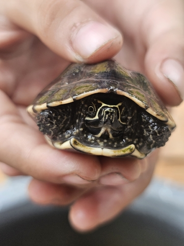 Malayan Snail-eating Turtle
