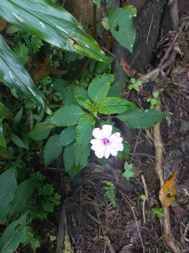 Impatiens platypetala