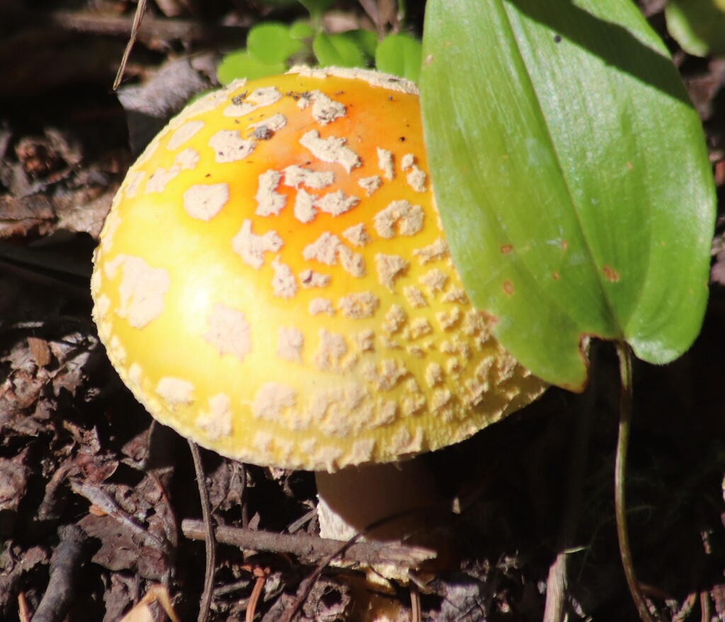 Fly Agaric · July 2026 · photo: Photo: (c) Sean Frey, some rights reserved (CC BY) · iNaturalist