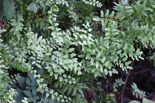Lygodium microphyllum, photograph 6