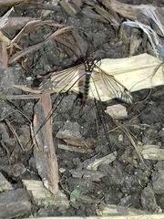 Nephrotoma pratensis