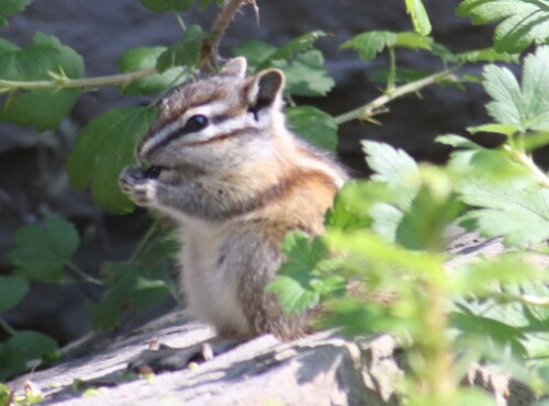 Least Chipmunk observed by georectified