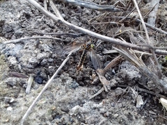 Nephrotoma pratensis