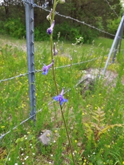 Delphinium carolinianum