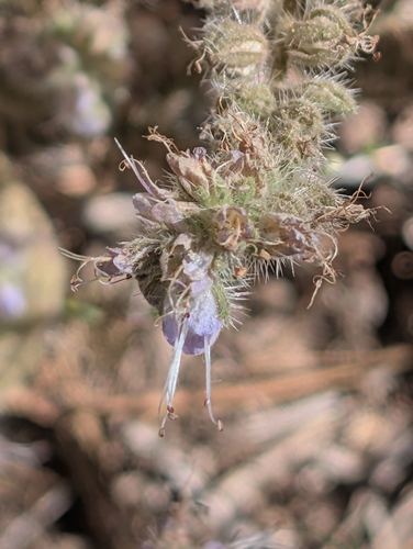 iNaturalist observation photo of Scorpionweeds
