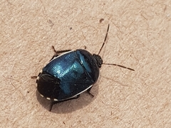 Canthophorus melanopterus