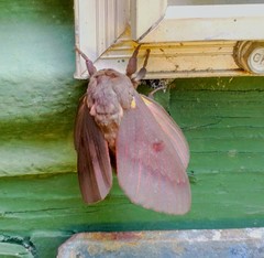 Citheronia sepulcralis