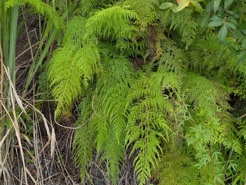 Odontosoria chinensis, photograph 2