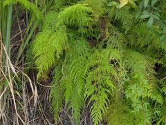 author not stated, no rights reserved Odontosoria chinensis, photograph author not stated, no rights reserved