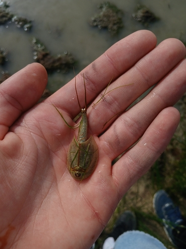 Longtail Tadpole Shrimp
