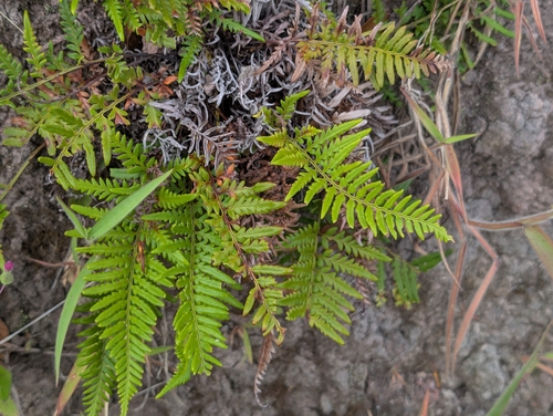 Pityrogramma austroamericana, photograph 6