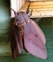 Citheronia sepulcralis