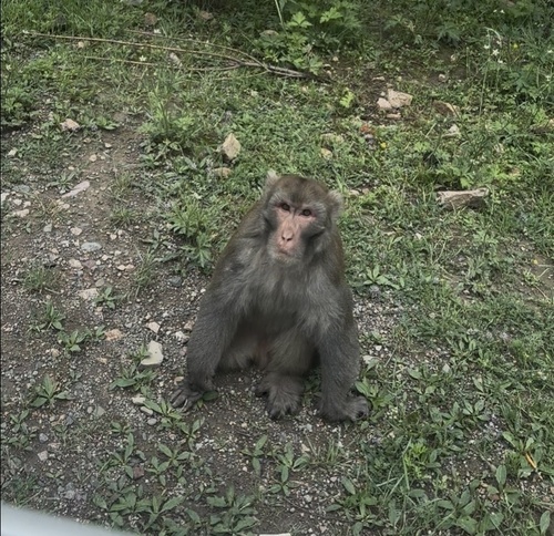 Rhesus Macaque