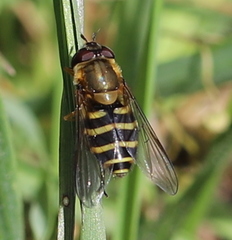Syrphus torvus