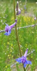Delphinium carolinianum