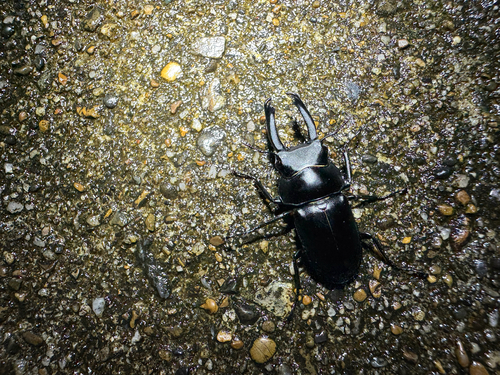 Falcicornis songianus