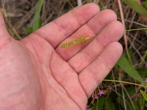 Setaria parviflora observed 2026-07-17