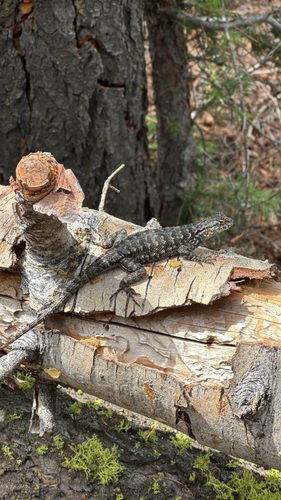 iNaturalist observation photo of Western Fence Lizard