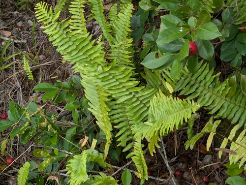 Nephrolepis brownii, photograph 6
